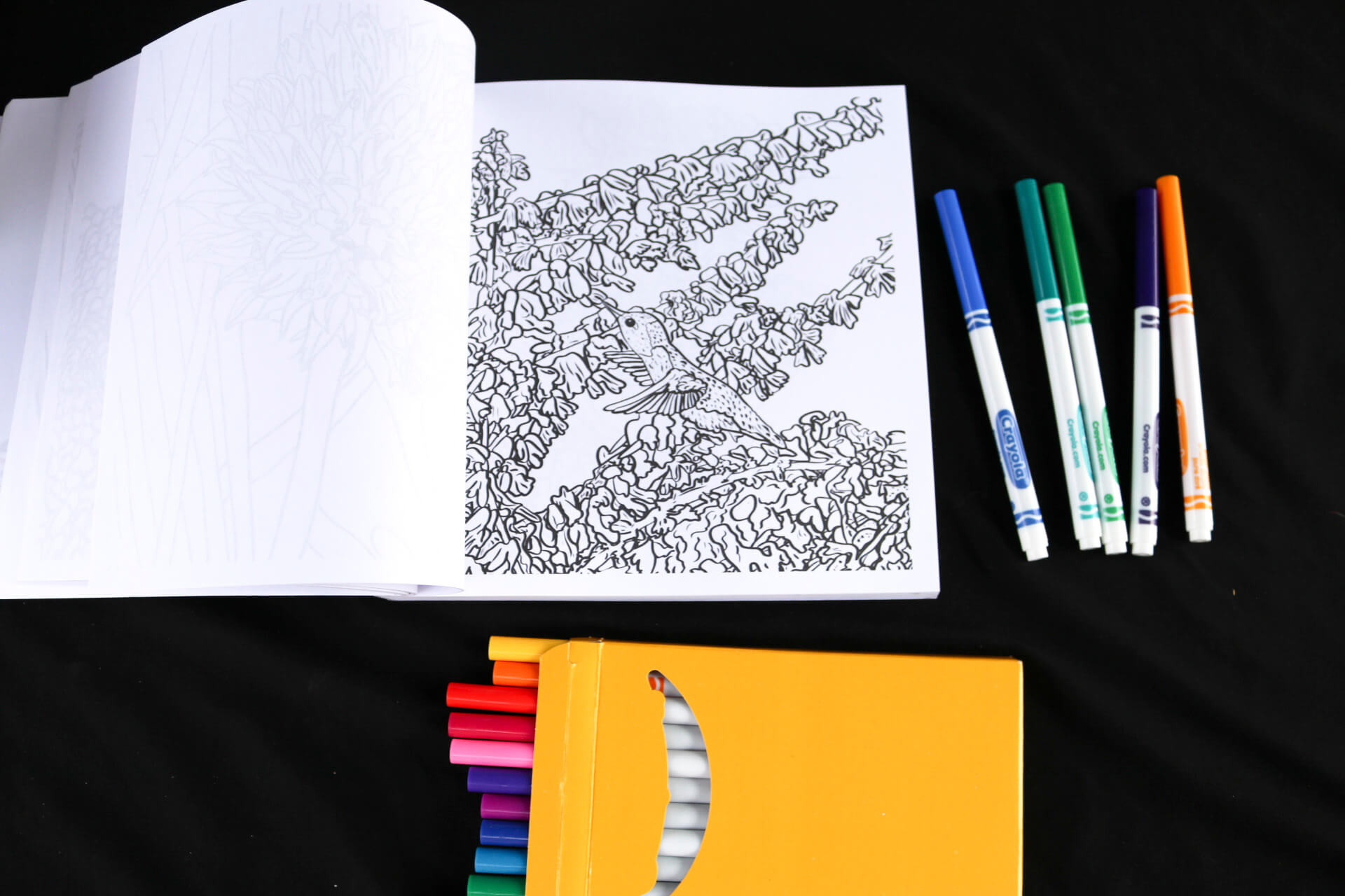 Hummingbird and fowers coloring page - Flora Fauna & Fungi Coloring Book
